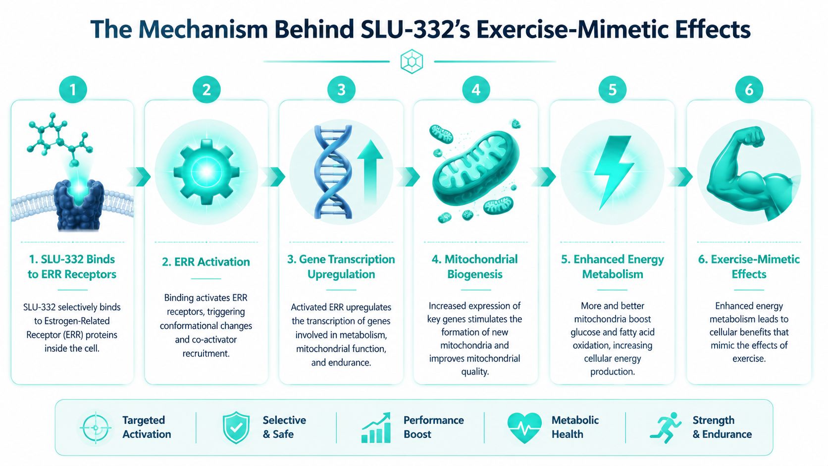 A diagram illustrating the biological mechanism of the SLU-332 peptide and its exercise-mimetic effects on cells.