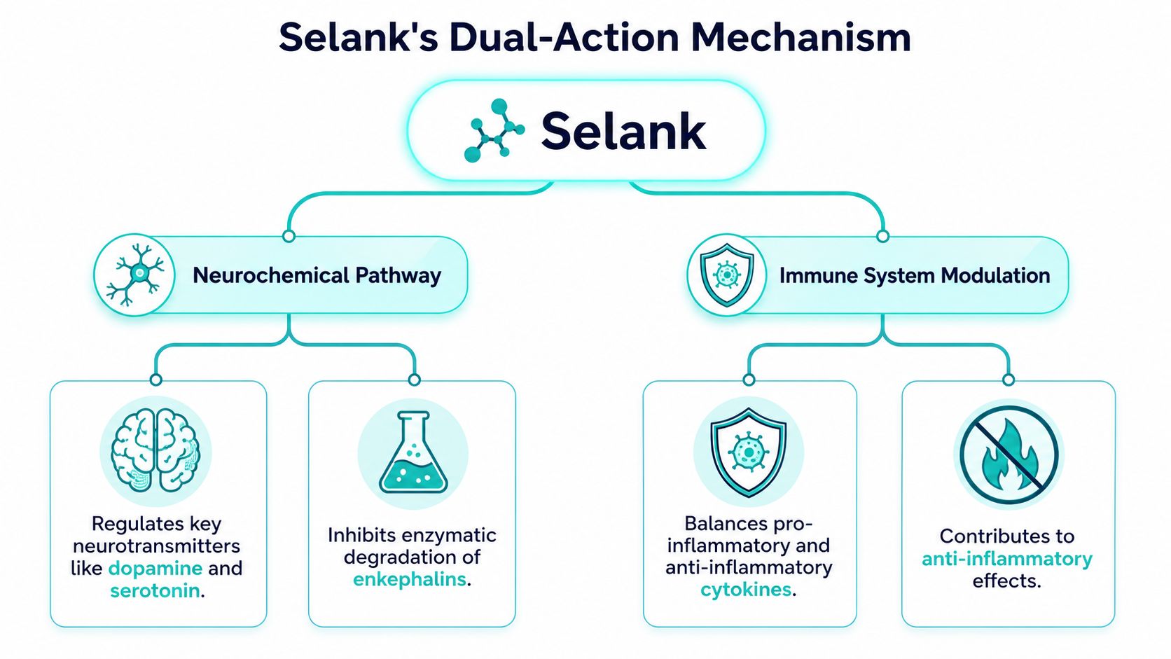A diagram illustrating the dual-action mechanism of the Selank peptide, including neurochemical pathways and immune system modulation.