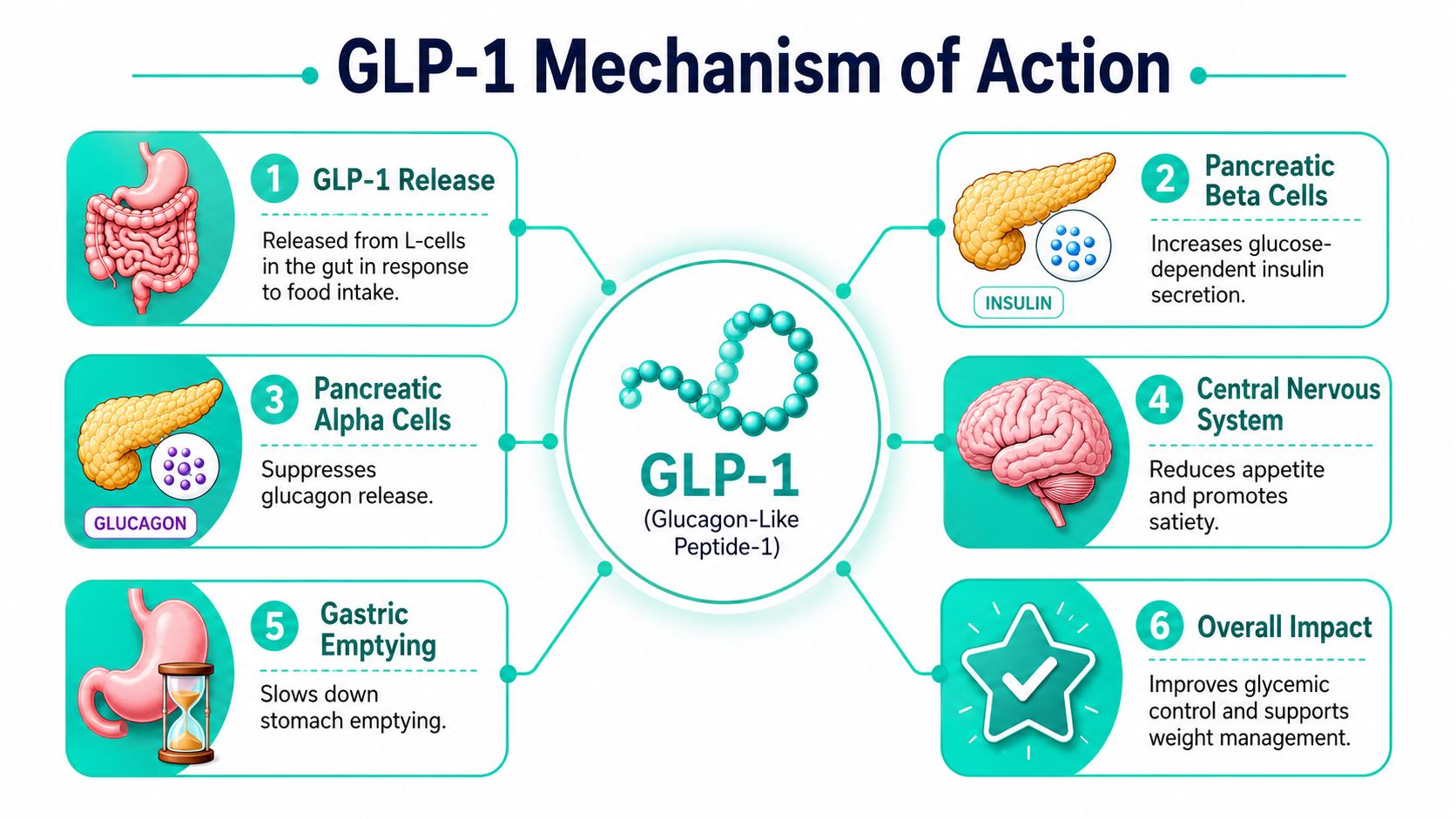 An infographic diagram illustrating the physiological mechanisms and health impacts of the GLP-1 peptide in the human body.