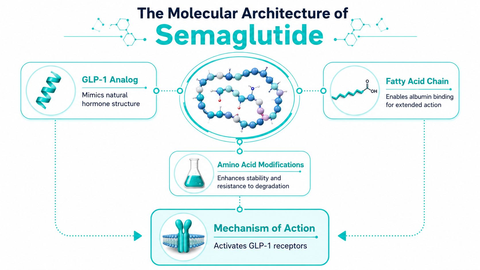 A diagram illustrating the molecular architecture of semaglutide, highlighting its GLP-1 analog structure and fatty acid chain.