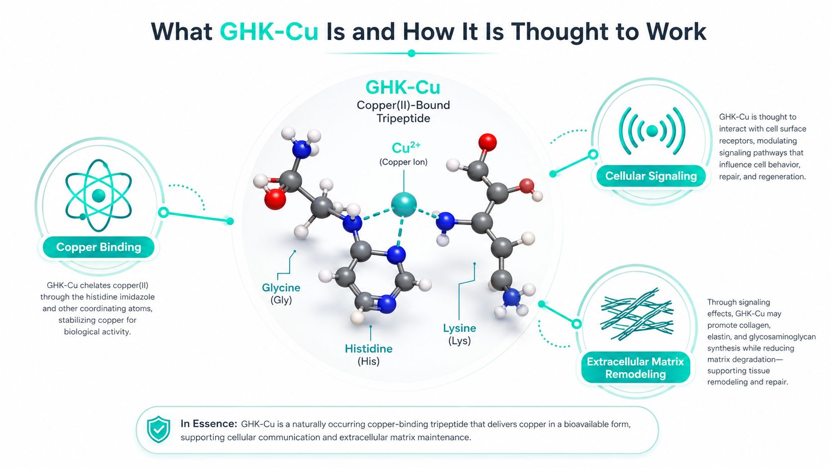 A diagram explaining the chemical structure and biological functions of the GHK-Cu copper-binding tripeptide molecule.