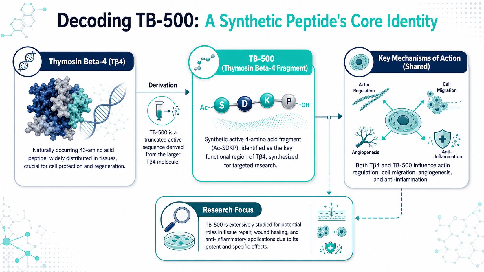 An infographic illustrating the relationship between the natural peptide Thymosin Beta-4 and the synthetic TB-500 fragment.