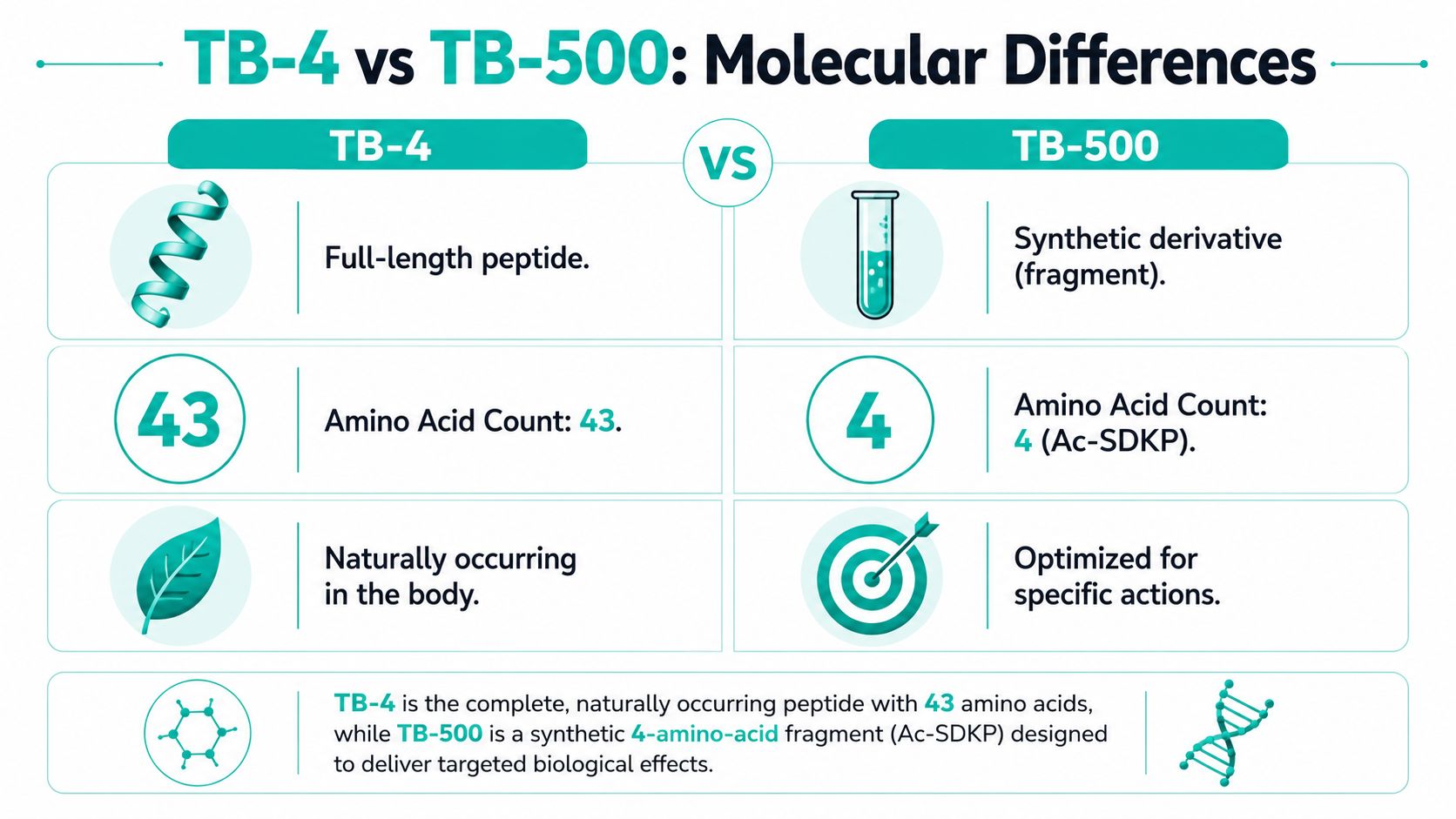 A comparison chart showing the molecular differences between the full-length TB-4 peptide and the synthetic TB-500 fragment.
