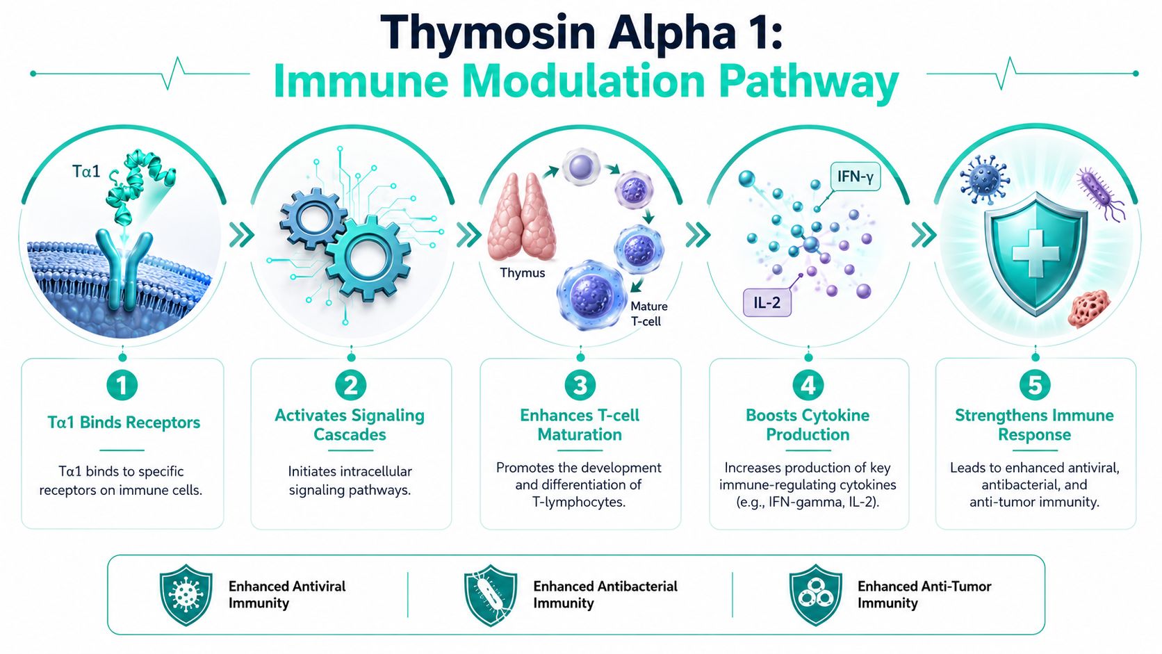 A diagram illustrating the immune modulation pathway of Thymosin Alpha 1, showing the step-by-step immune response process.
