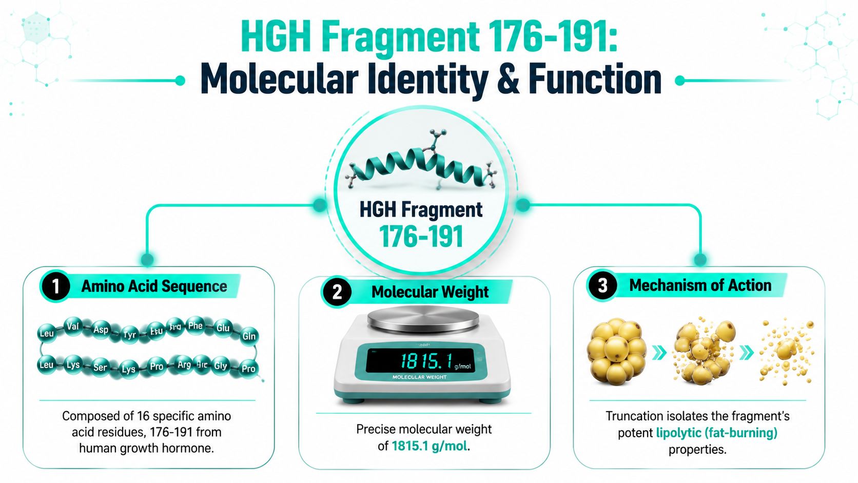 An infographic showing the amino acid sequence, molecular weight, and fat-burning mechanism of HGH fragment 176-191.