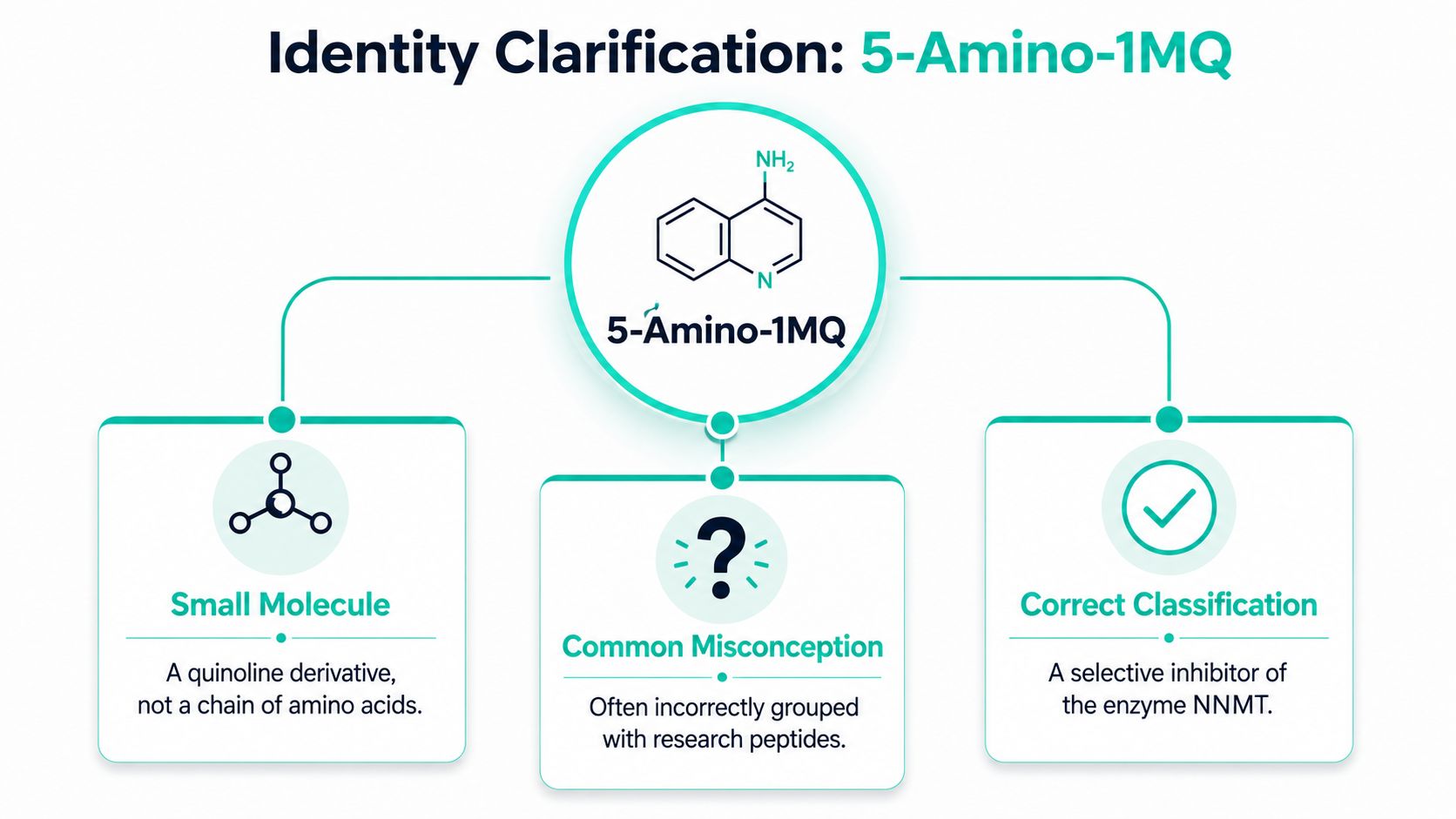 An infographic clarifying that 5-Amino-1MQ is a small molecule quinoline derivative and not a peptide.