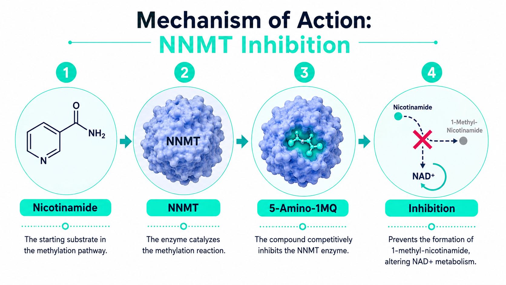 A diagram illustrating the mechanism of action of 5-Amino-1MQ inhibiting the NNMT enzyme to affect metabolism.