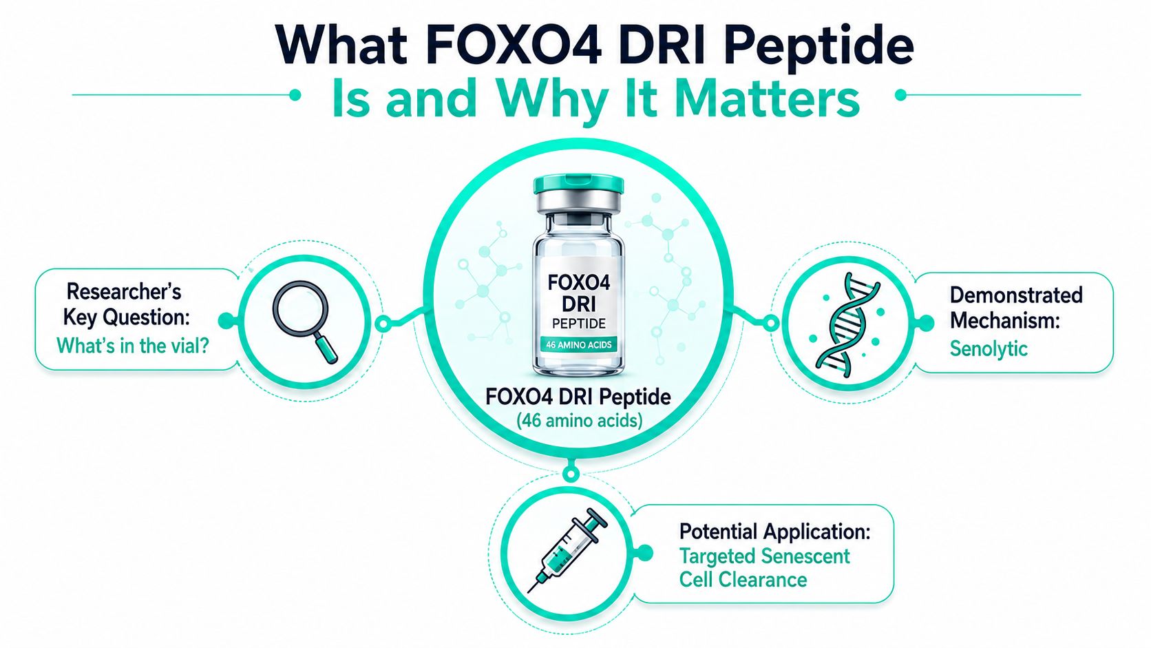 An infographic titled What FOXO4 DRI Peptide Is and Why It Matters featuring a peptide vial icon.