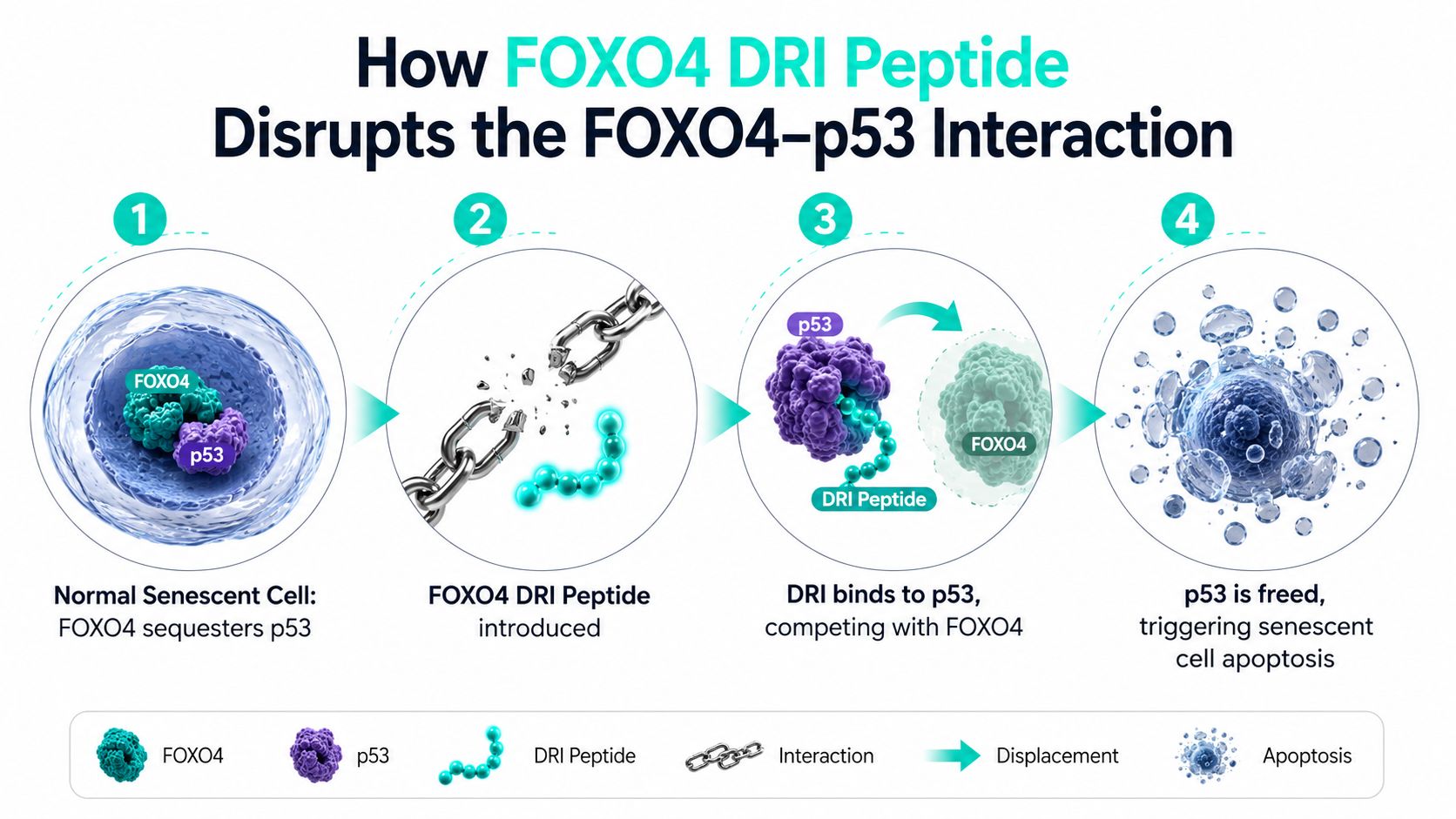 A diagram illustrating how the FOXO4-DRI peptide disrupts the p53-FOXO4 interaction to trigger senescent cell apoptosis.