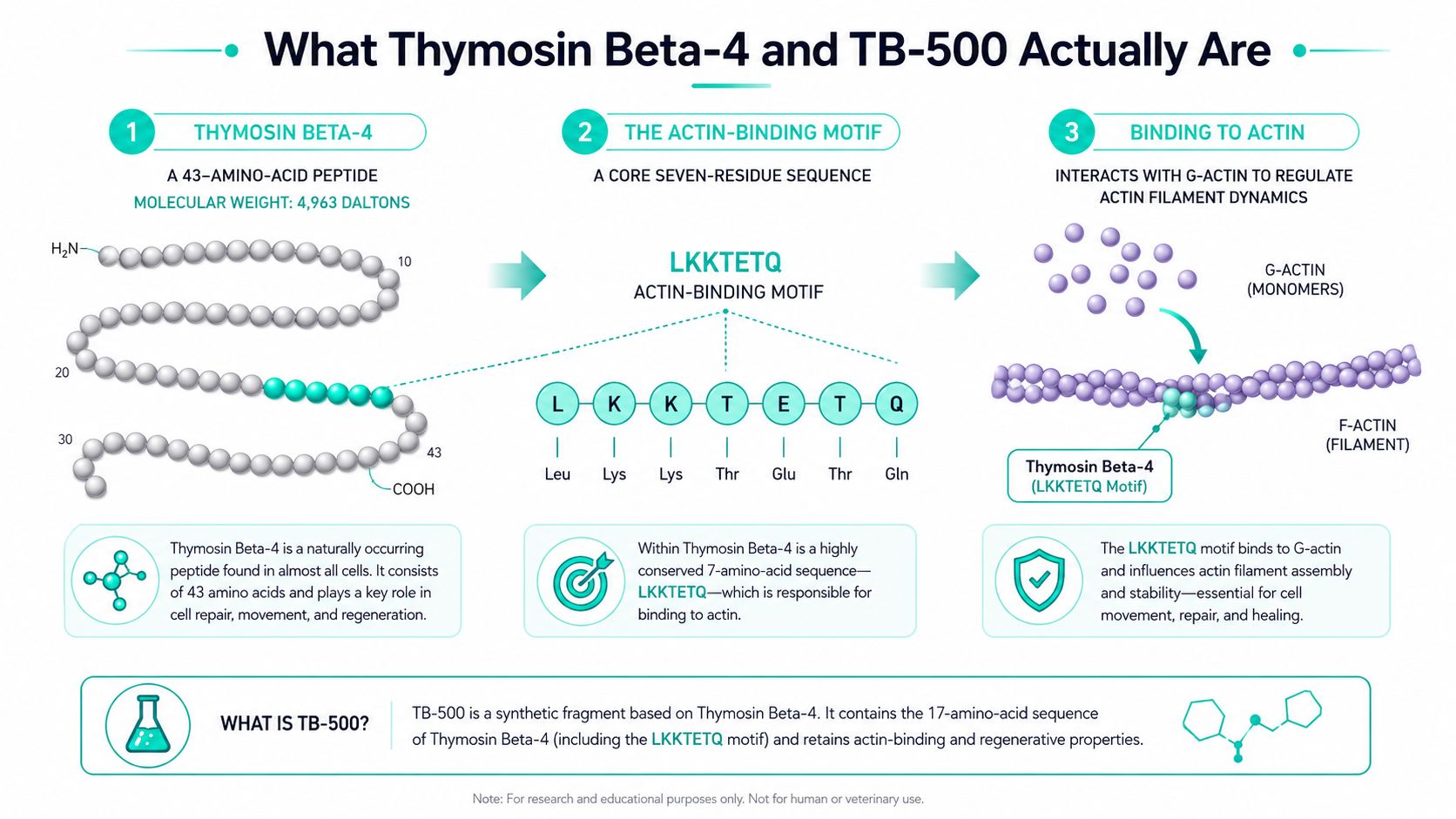 A detailed infographic explaining the structure and function of Thymosin Beta-4 and the synthetic peptide TB-500.