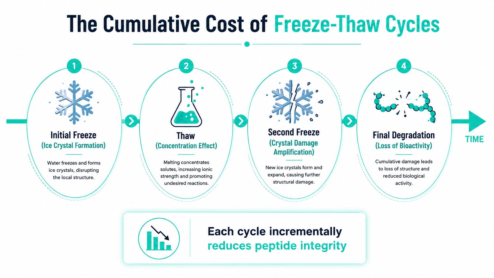 A diagram illustrating the cumulative damage to peptides caused by repetitive freeze-thaw cycles over time.