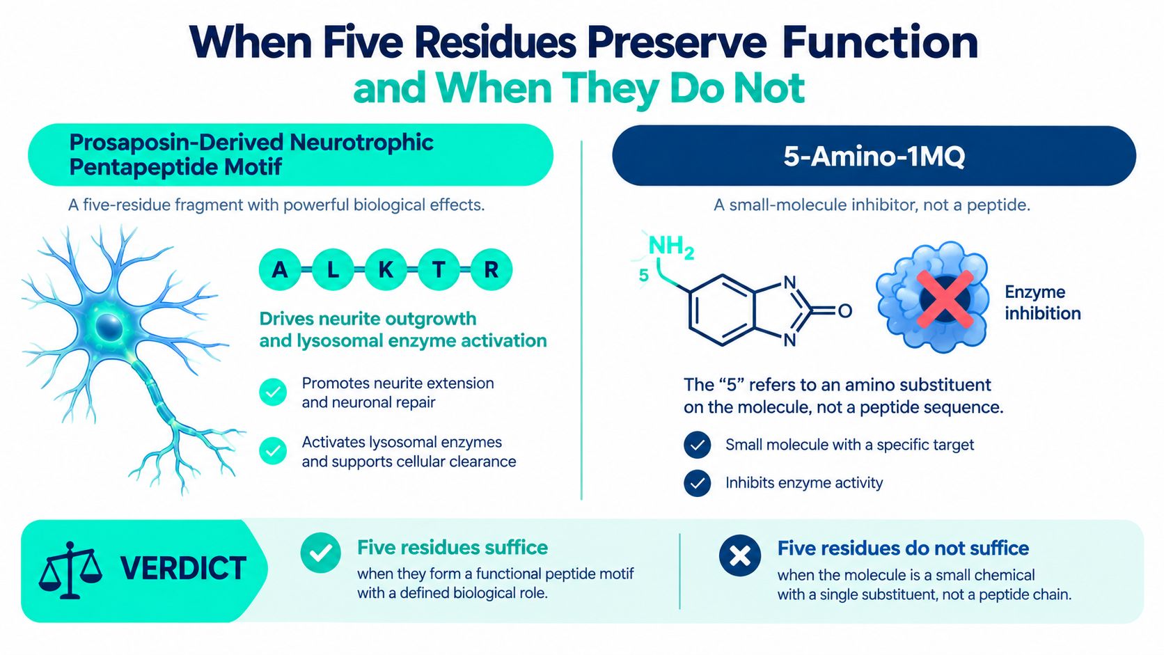 An infographic comparing the prosaposin-derived pentapeptide motif and the small-molecule inhibitor 5-Amino-1MQ to distinguish functional roles.
