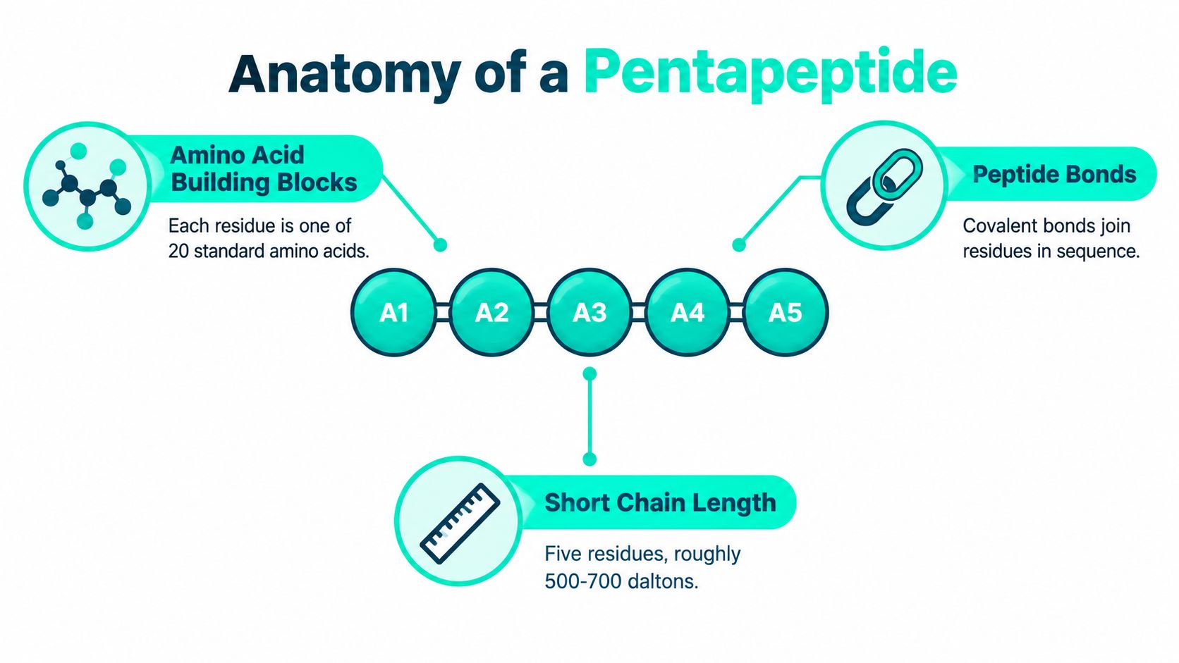 A diagram illustrating the anatomy of a pentapeptide, showing five connected amino acid residues in a sequence.