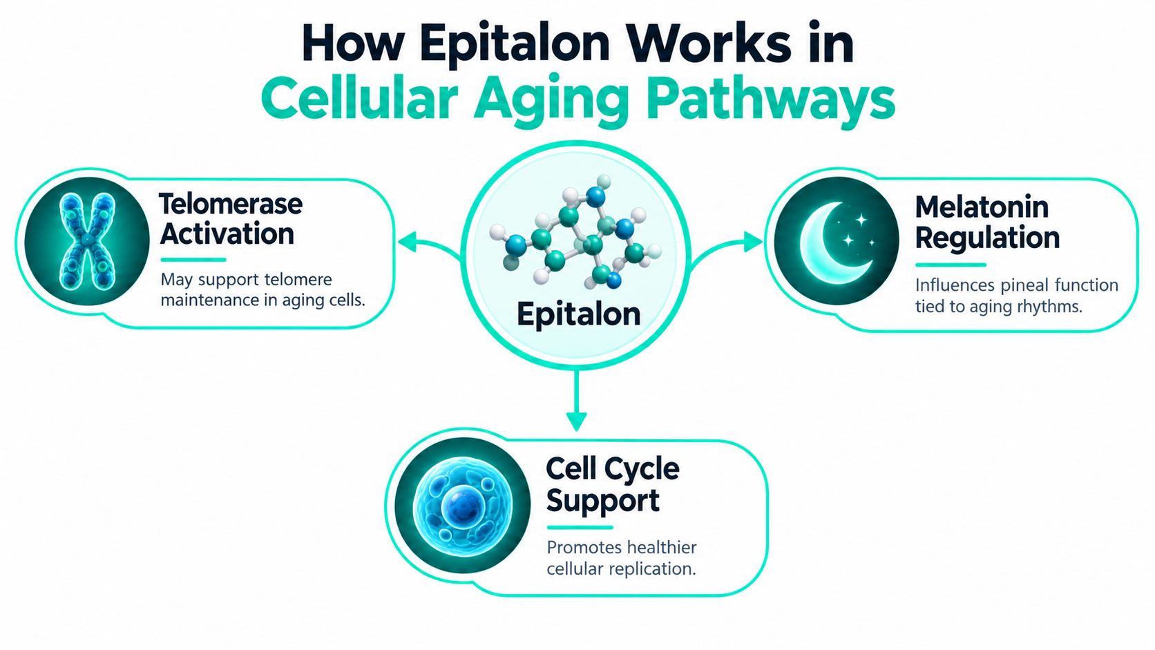 A diagram illustrating how the peptide Epitalon supports cellular aging pathways through telomerase activation and melatonin regulation.