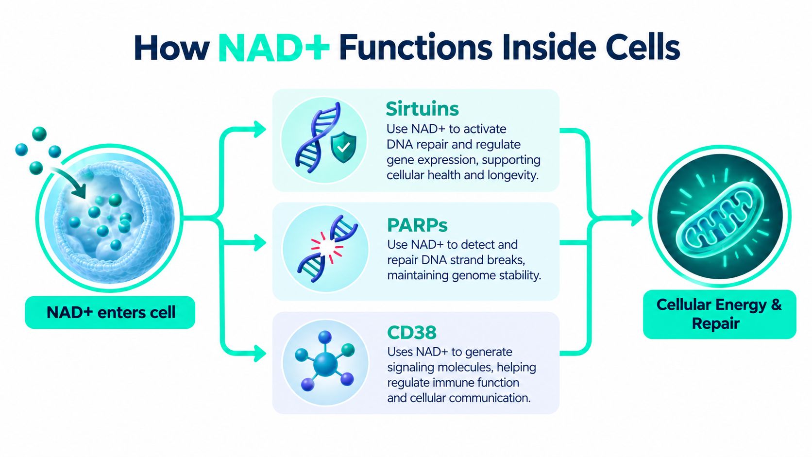 A diagram illustrating how NAD+ enters the cell and supports Sirtuins, PARPs, and CD38 for energy and repair.