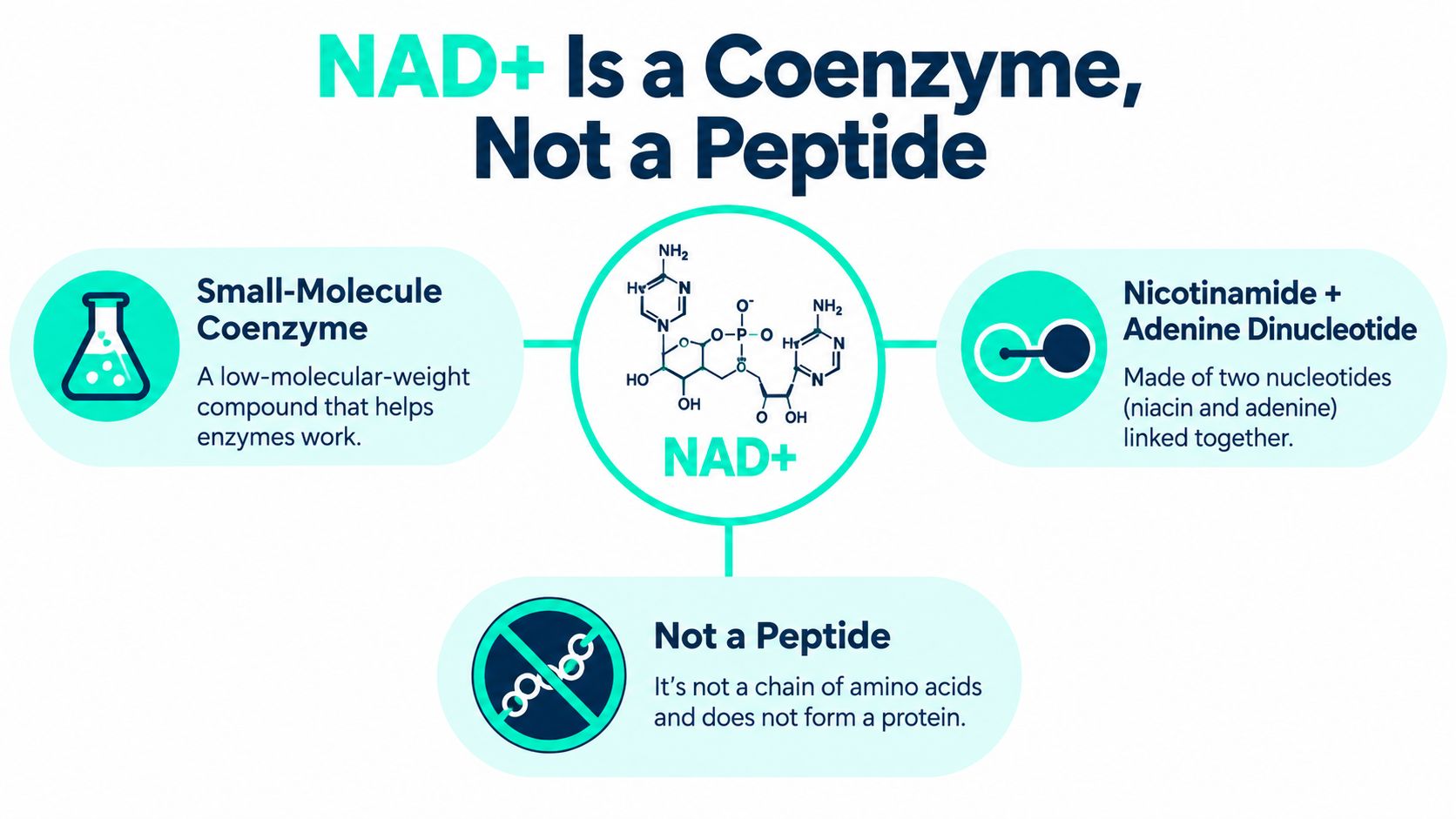 A diagram explaining that NAD+ is a small-molecule coenzyme and not a peptide or protein chain.