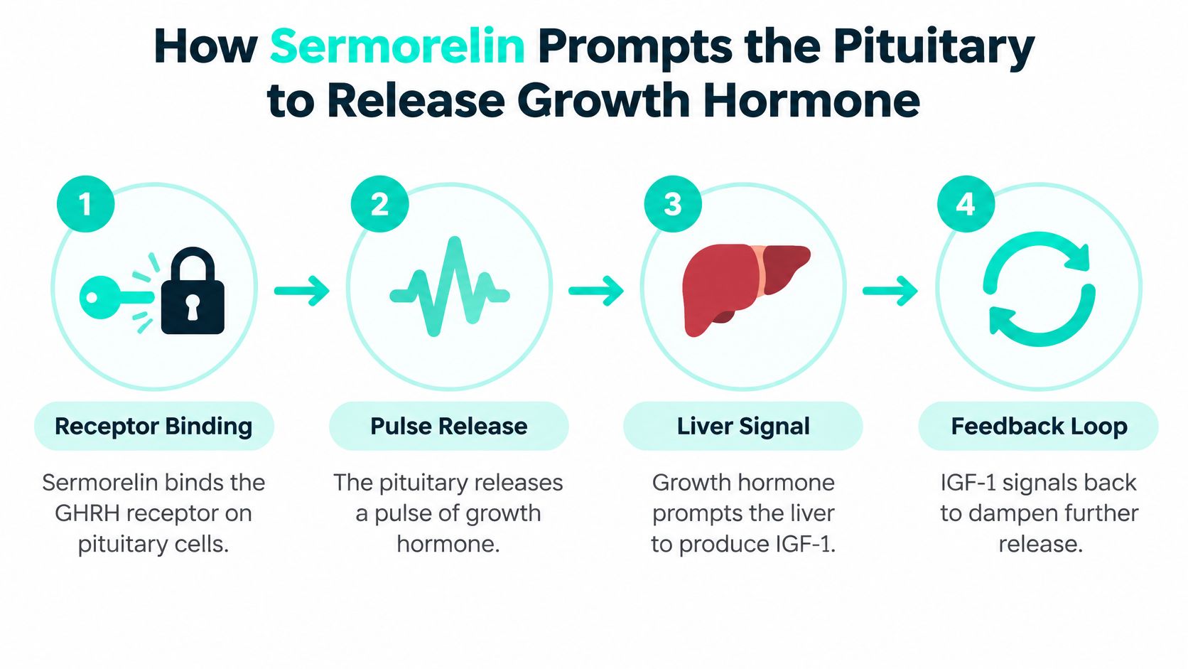 A four-step infographic illustrating how Sermorelin stimulates the pituitary gland to release growth hormone into the body.