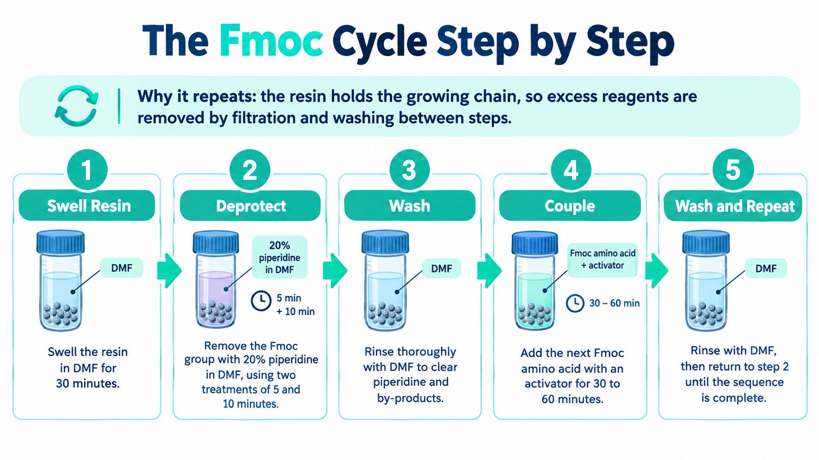 An infographic showing the step by step workflow of the Fmoc cycle in solid phase peptide synthesis.