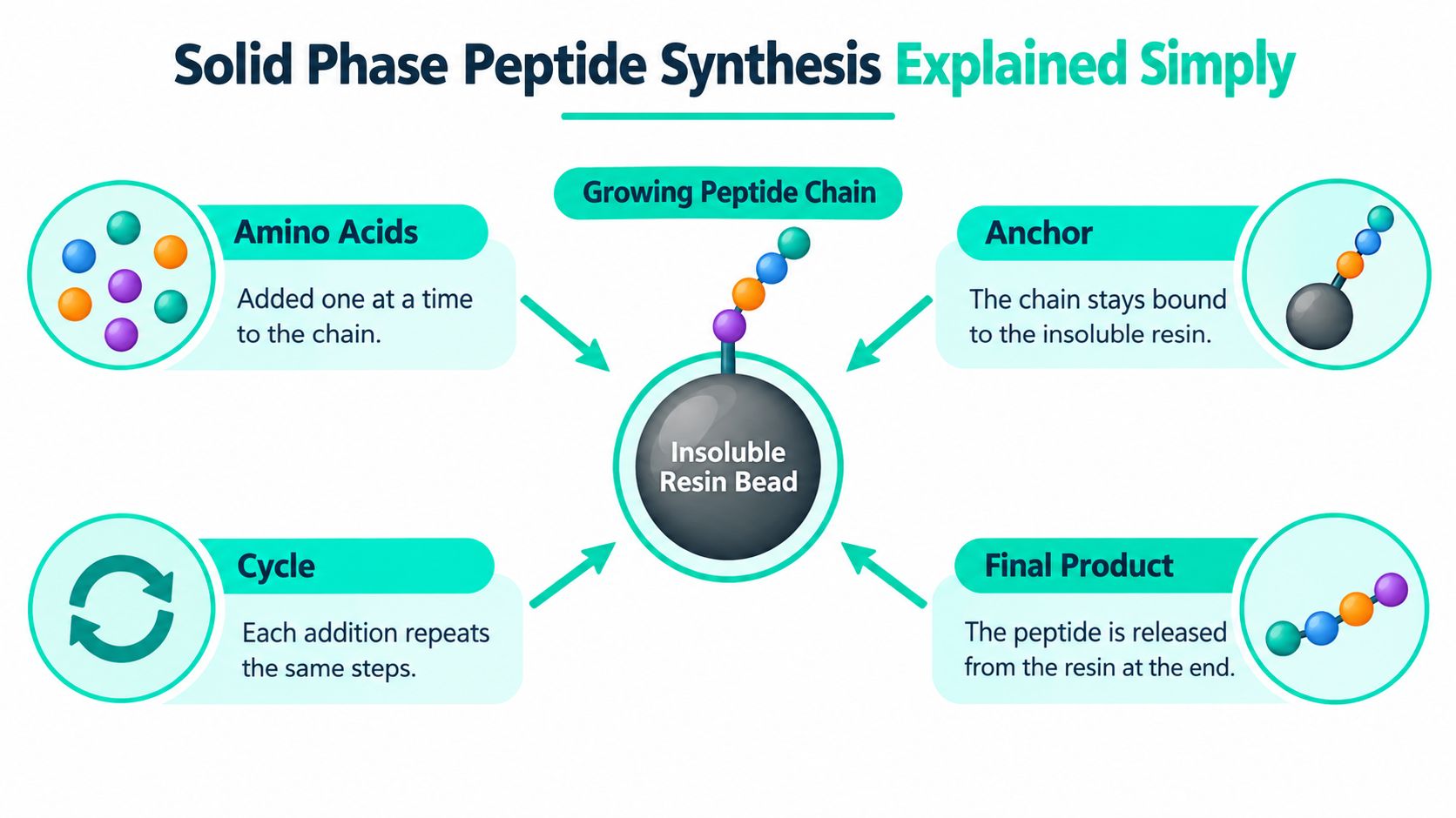 A diagram illustrating the simplified process of solid phase peptide synthesis using an insoluble resin bead.